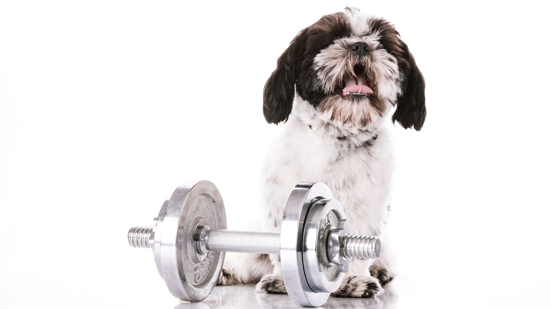 Exercise Tips For Puppies: Make Your Puppy Healthier!