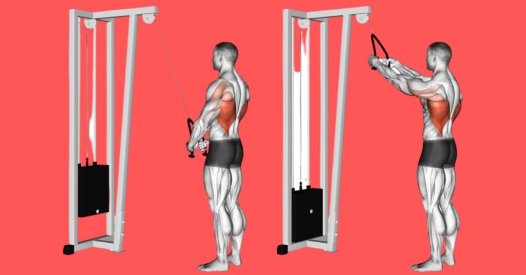 Straight Arm Lat Pulldown Working Muscles