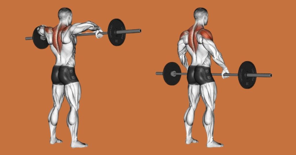 The Barbell Shrug Working Muscles