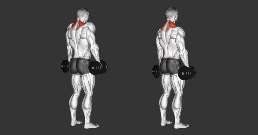 The Dumbbell Shrug Working Muscles