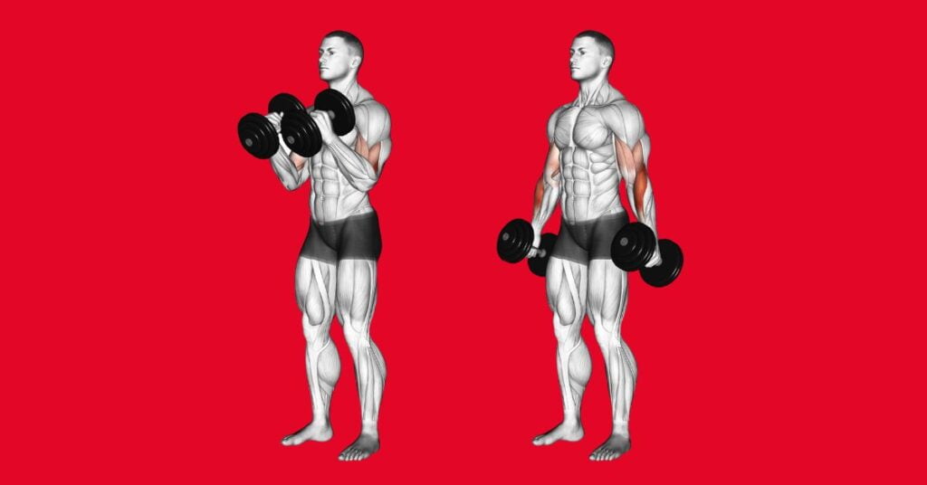 The Dumbbell Hammer Curl Working Muscles