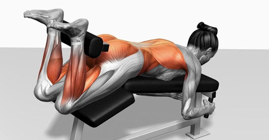 The Lying Hamstring Curl Working Muscles