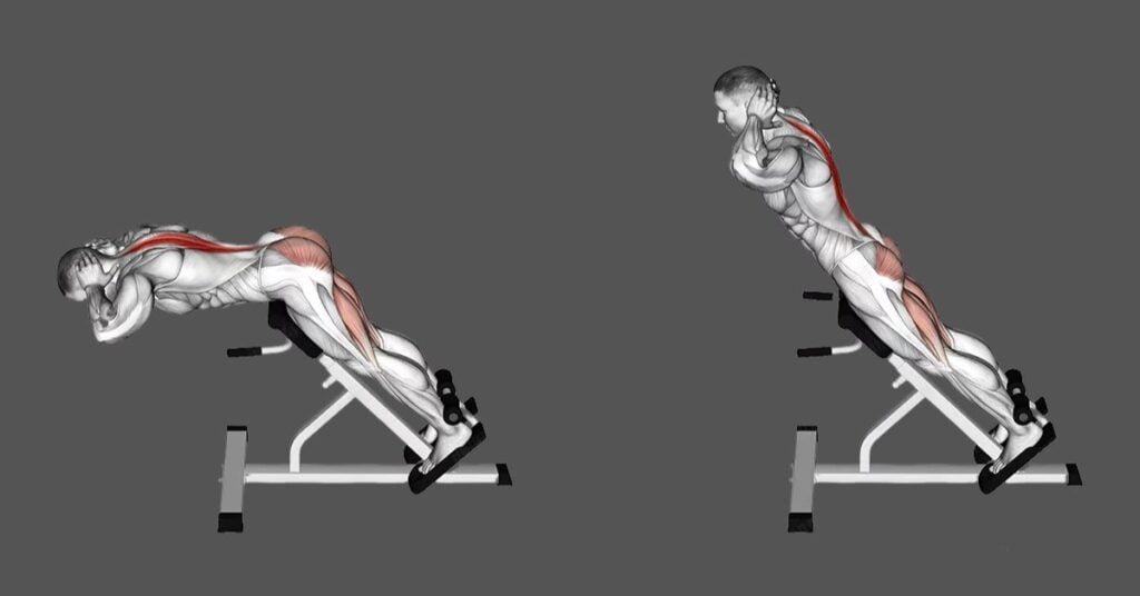 The Weighted Hyperextension Working Muscles