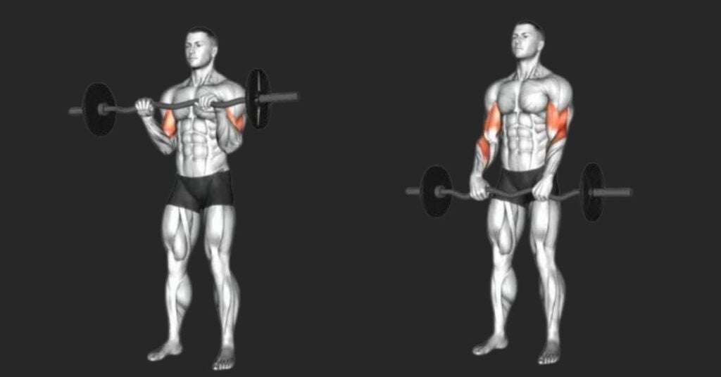 The Overhand Bicep Curl Working Muscles