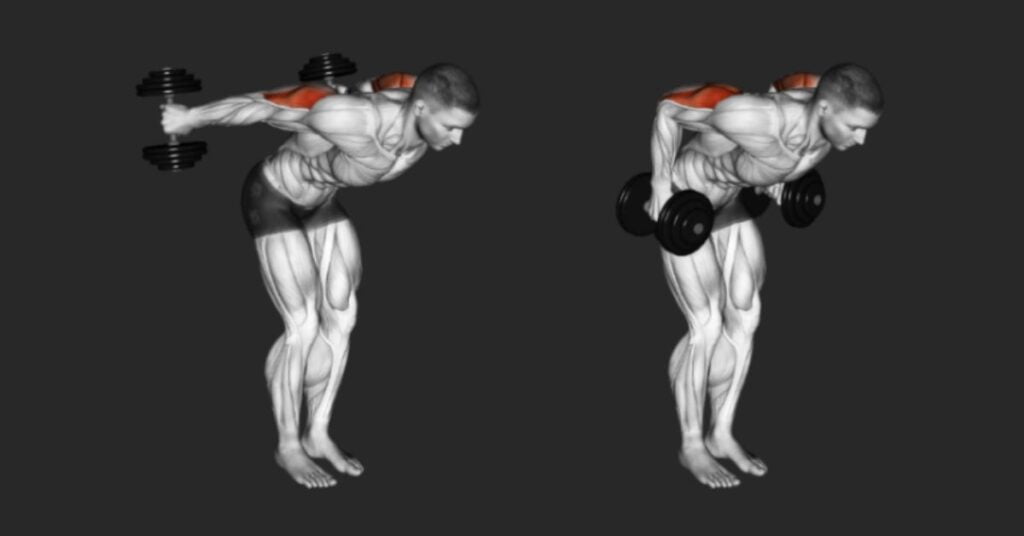 The Tricep Dumbbell Kickback Working Muscles