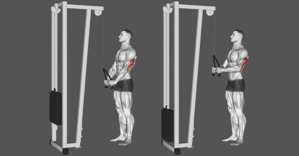 The Tricep Pushdown Working Muscles