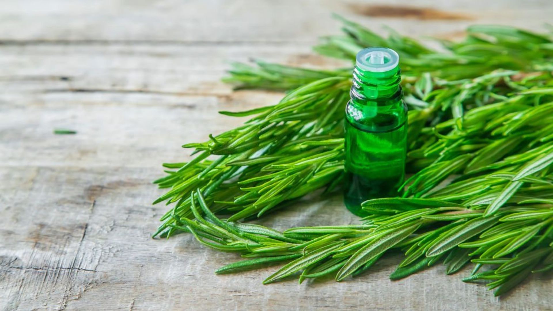 Rosemary Oil Benefits, History & Hair Growth Effect