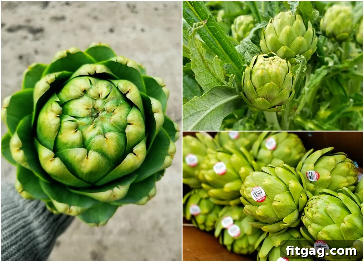 Vast field of thriving artichoke plants under a sunny sky, highlighting the beauty of agricultural landscapes.