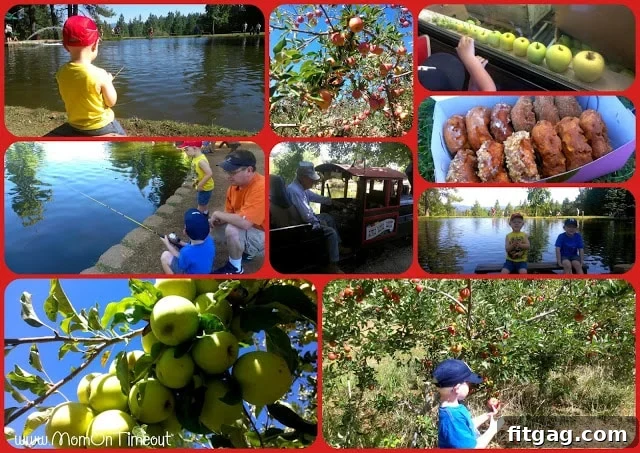 A scenic view of an apple orchard, lush with apple trees, capturing the essence of an autumn day at Apple Hill.