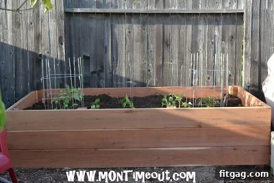 Overhead view of various plants thriving in the new raised garden bed, showing lush growth.