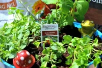 Your Personal Organic Herb Pot Oasis