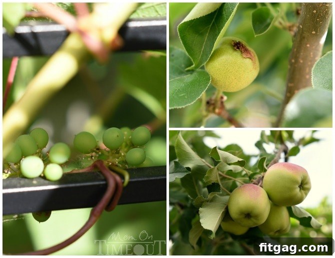 A vibrant display of garden fruits: lush grapevines with ripening clusters, a pear tree heavily laden with fresh green pears, and an apple tree showcasing a generous harvest of red apples, all thriving in the sun.