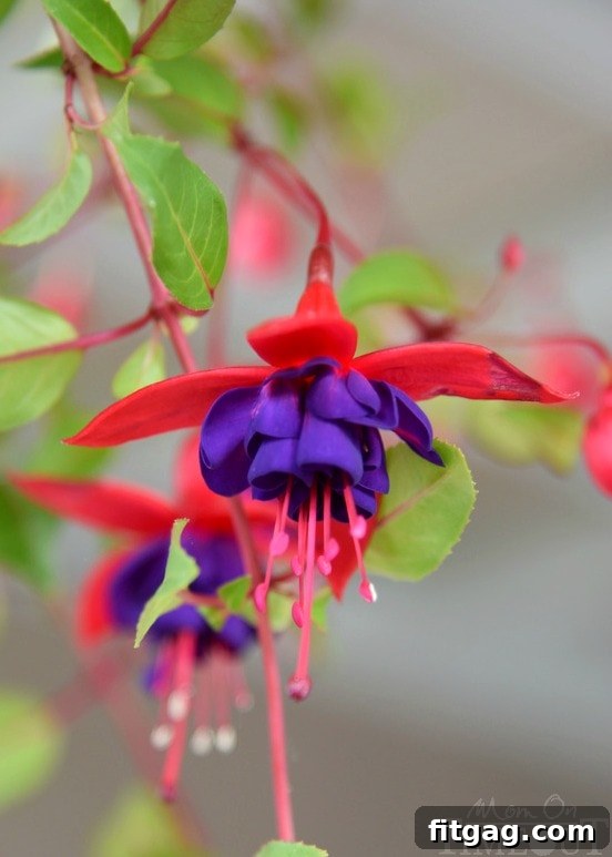 A close-up shot of a beautiful, vibrant fuchsia flower with delicate pink and purple petals, showcasing its intricate details and fresh dew drops, blooming gracefully in a lush green garden.