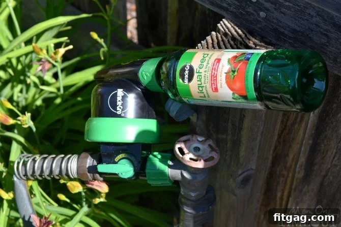 The innovative Miracle-Gro LiquaFeed Universal Feeder connected to a green garden hose, with a clear reservoir visible, ready to provide nutrients and water to plants simultaneously, simplifying garden care.