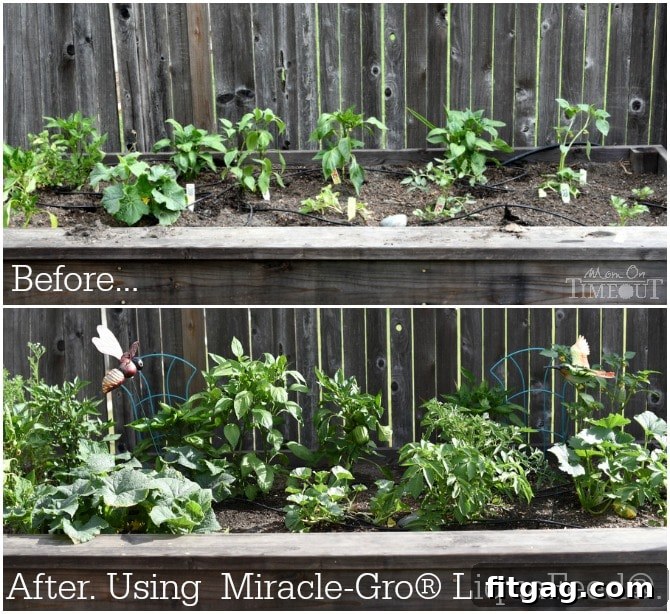 A striking before-and-after comparison of a large garden planter, showing significant growth and increased vibrancy of plants after four weeks of using Miracle-Gro LiquaFeed, demonstrating its effectiveness.