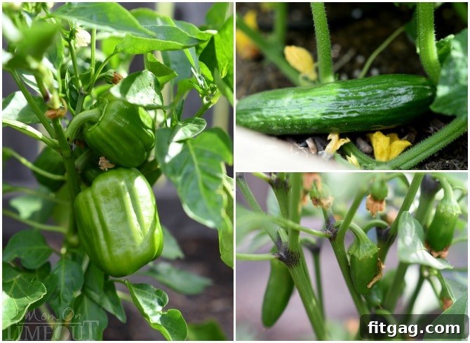 A close-up of lush green bell pepper, cucumber, and jalapeno pepper plants thriving in a raised garden planter, showcasing healthy foliage and developing fruit, ready for harvest.