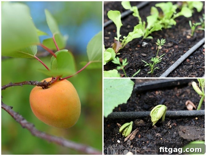 A vibrant collage showcasing the rich diversity of a garden harvest: succulent apricots on a branch, rows of crisp green beans, tender lettuce leaves, and young carrot tops emerging from the soil, all thriving in the summer sun.