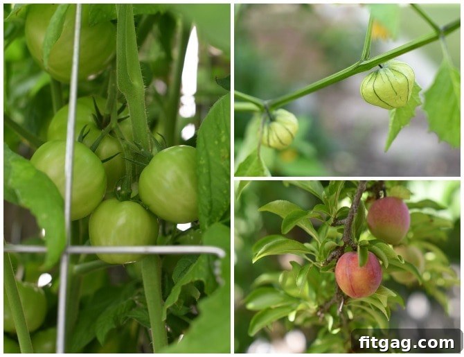 A bountiful garden scene featuring lush tomato plants heavy with ripe red tomatoes, unique tomatillos still in their papery husks, and a large plum tree laden with dark, ripe plums, showcasing a rich summer harvest.